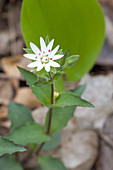 Star Chickweed (Stellaria pubera)