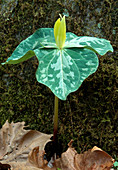 Trillium luteum