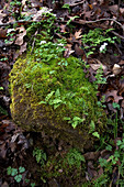 'Ferns,Moss and Rue Anemone'