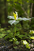 Yellow trillium (Trillium luteum)