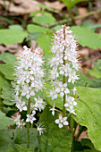 Foamflower (Tiarella cordifolia)