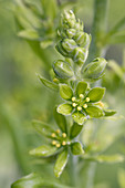 False Hellebore