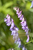 Cow Vetch