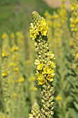 Great Mullein (Verbascum thapsus)