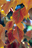 Leaves From a Flowering Pear Tree