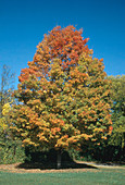 Sugar Maple in Fall