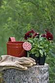 Gardening Still Life