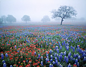 Field of wildflowers,Texas