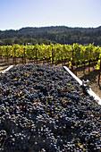 Harvested Wine Grapes,Napa Valley