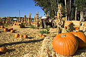 Pumpkin Farm,San Rafael,California