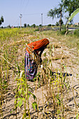 Indian Woman Working in Field