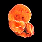 Embryo at 44 days