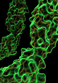 Smallpox viral protein