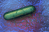 Bacterium on epithelium