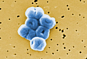 Acinetobacter baumannii bacteria