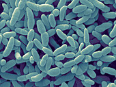 Acetobacter Aceti Bacteria
