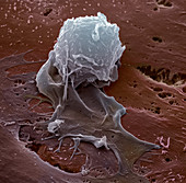 Human Macrophage