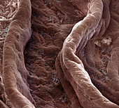 Surface of Human Vagina