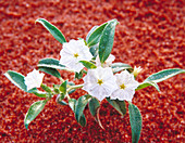 Sweet scented heliotrope flower