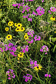 Phlox and Blackeyed Susans