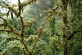 Tropical Cloud Forest