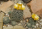 Finger cactus or nipple cactus