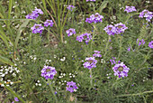 'Prairie verbena,Verbena bipinnatifida'