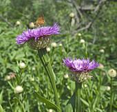 'American basketflower,Centaura americana'