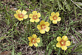 'Yellow flax,Linum rigidum'