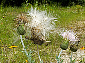 'Wavyleaf Thistle,Cirsium undulatum'