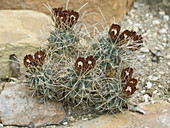 Eagle-claw or cat-claw cactus