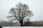 Maple Tree in Winter