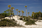 Palm Trees on Dunes