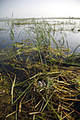 Floating Nest of Coot Eggs