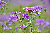 Drummond Phlox