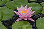 Hybrid water lily