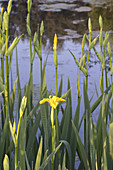 Yellow Iris