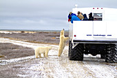 Polar Bears