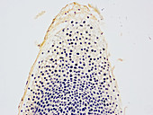 'Onion Root Tip,Cell Mitosis'