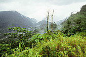 'Cloud Forest,Costa Rica'