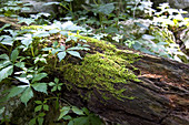 Decaying Log