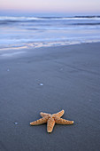 Starfish in Waves