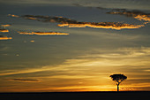 Acacia Tree at Sunrise