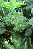 Broccoli