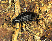 Ground beetle (Carabus granulatus)