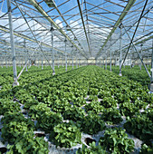 Lettuces growing in hydroponic glasshouse