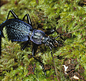 Ground beetle (Carabus intricatus)