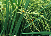 False smut (Ustilaginoidea virens) on rice ear