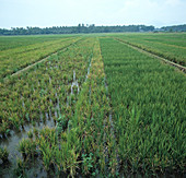 Tungro virus in rice crop