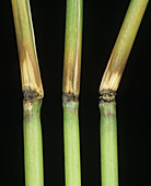 Rice blast (Pyricularia grisea)